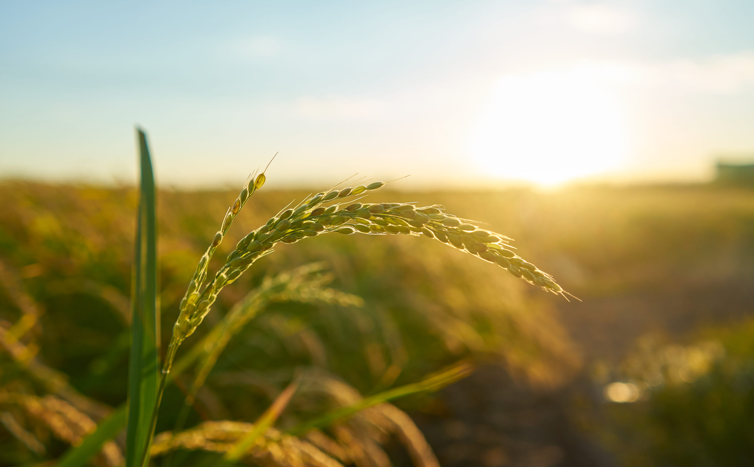 ‘Agrovoltaica’: la combinación entre agricultura y energía solar.